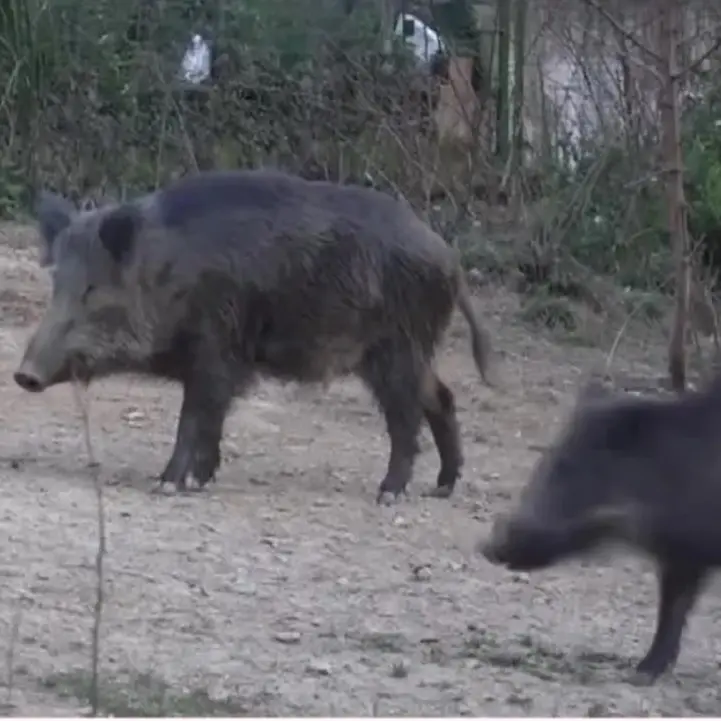 Catanzaro, saranno abbattuti domani i 30 cinghiali che scorrazzano nel Parco della Biodiversità