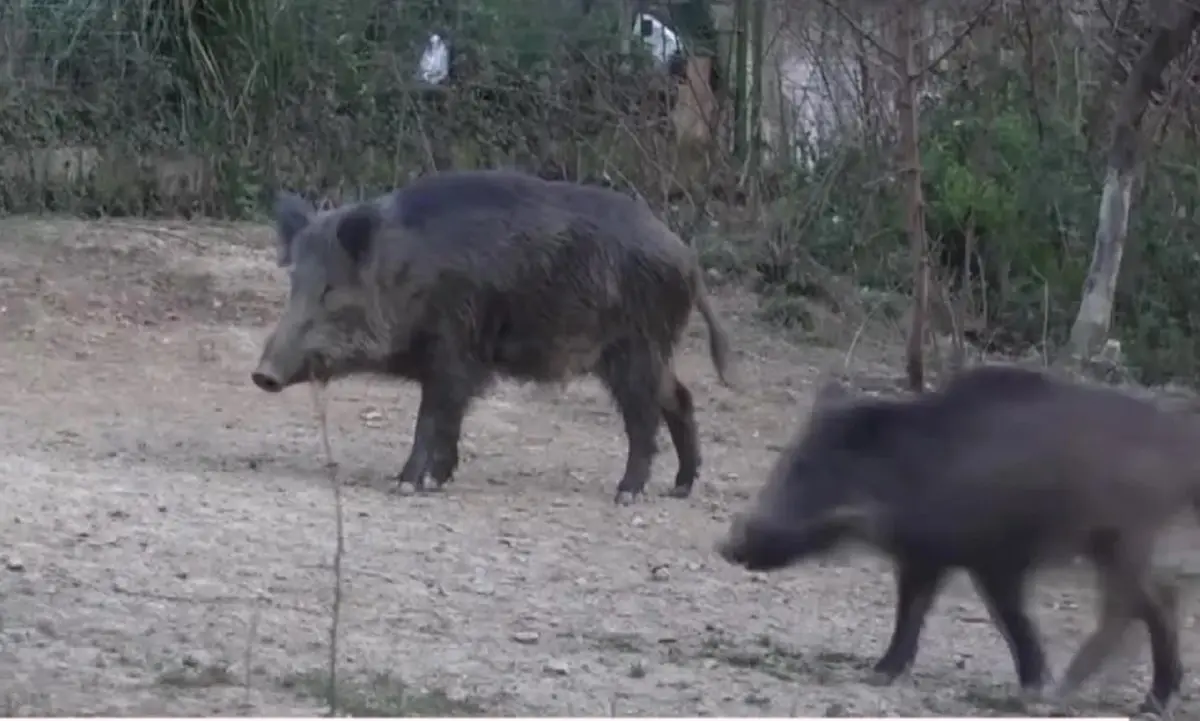 Catanzaro, saranno abbattuti domani i 30 cinghiali che scorrazzano nel Parco della Biodiversità