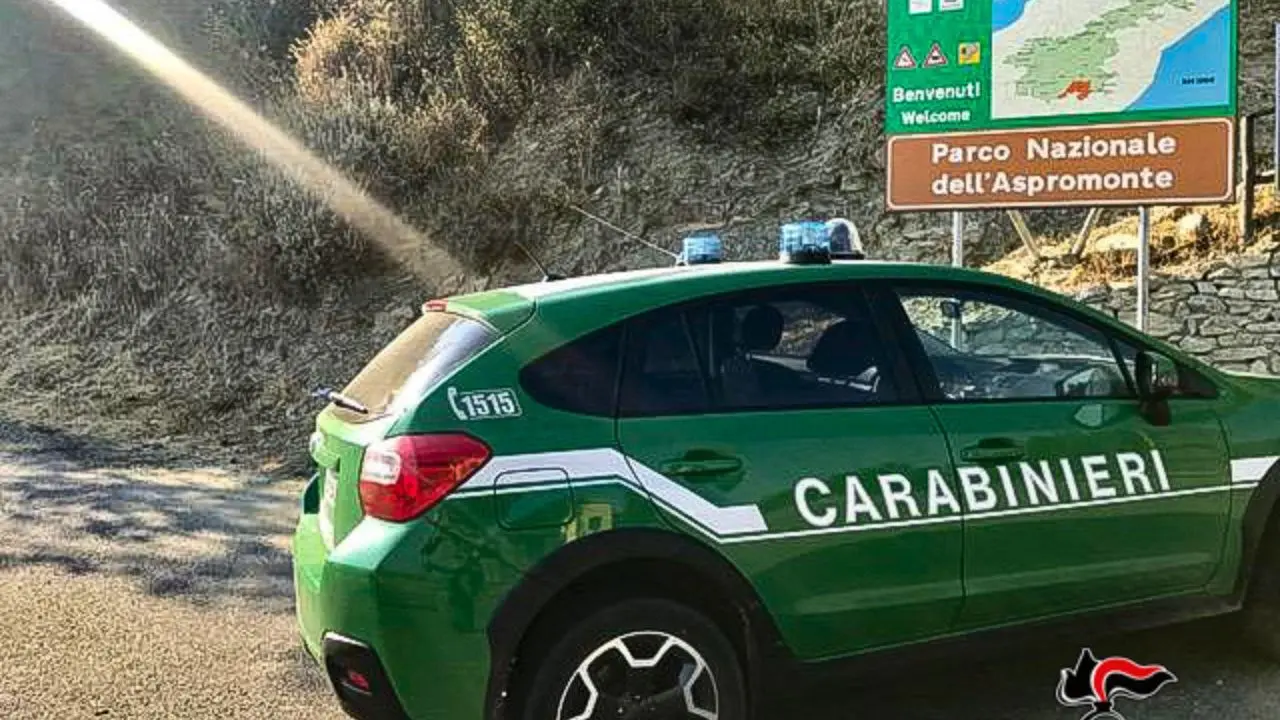 Bracconaggio, due cacciatori di ghiri denunciati nel Parco Nazionale dell’Aspromonte