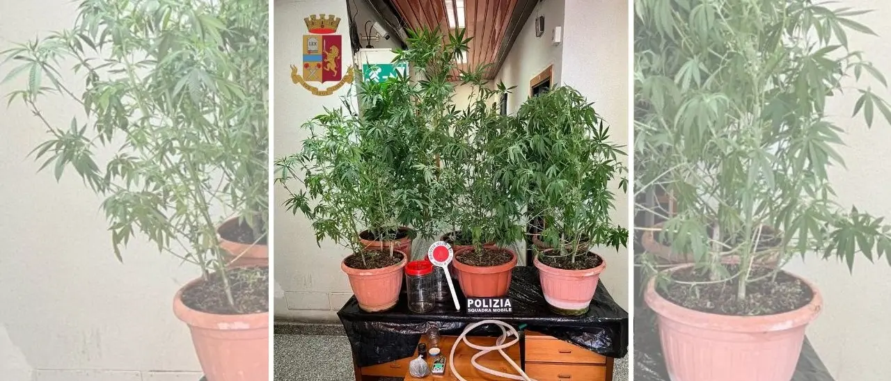 Aveva una coltivazione di marijuana nel giardino di casa, un arresto nel Vibonese