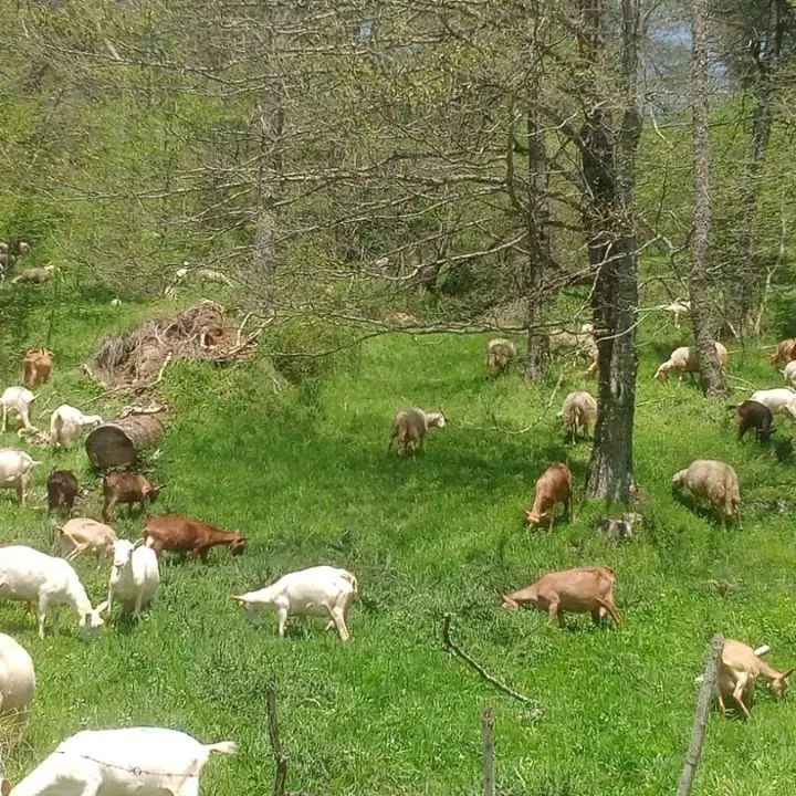Allevatori da tre generazioni nel cuore della Sila: «Così trasformiamo l’amore per la nostra terra in cibo genuino»