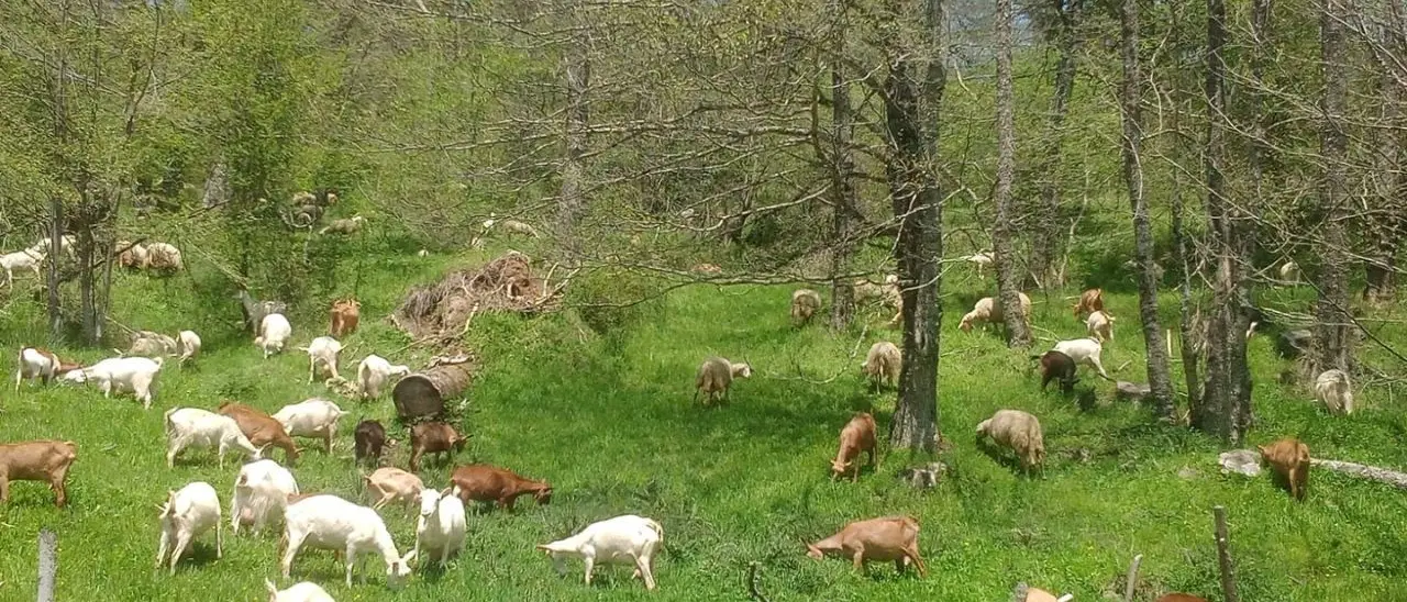 Allevatori da tre generazioni nel cuore della Sila: «Così trasformiamo l’amore per la nostra terra in cibo genuino»