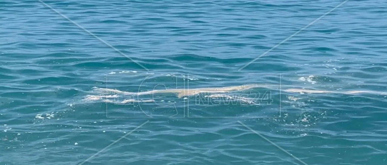 Tirreno cosentino, chiazze marroni e bollicine lungo tutta la costa rovinano la fuga dal caldo di calabresi e turisti