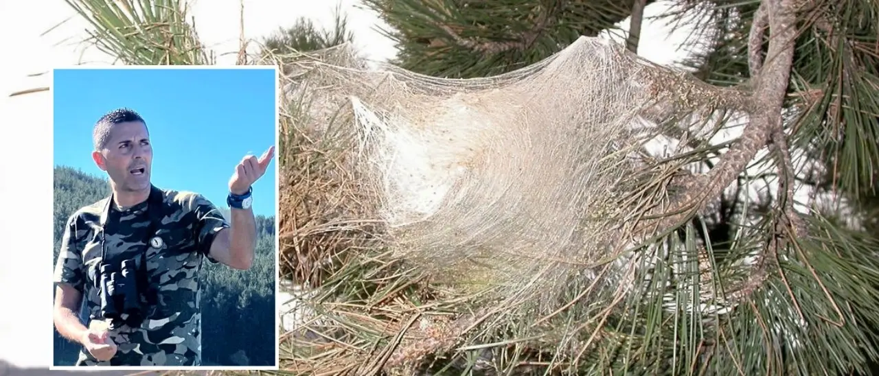 Ad una svolta la lotta contro la processionaria: trovato in Sila il predatore dell’insetto che ammazza le pinete