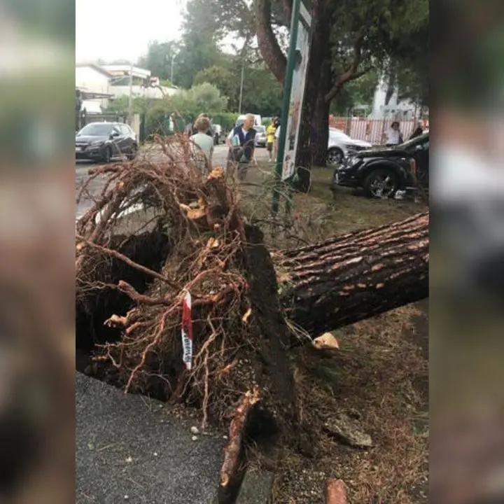 Tempesta di pioggia, grandine e vento su Milano e Brianza: donna muore schiacciata un albero