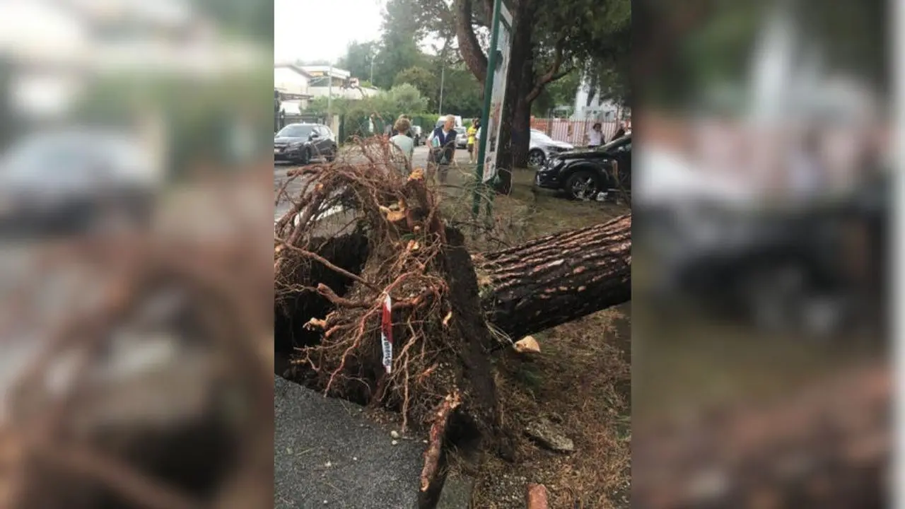 Tempesta di pioggia, grandine e vento su Milano e Brianza: donna muore schiacciata un albero