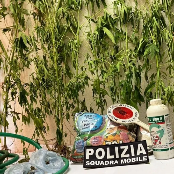 Vibo Valentia, trovato dalla polizia con ventidue piante di cannabis in casa: arrestato