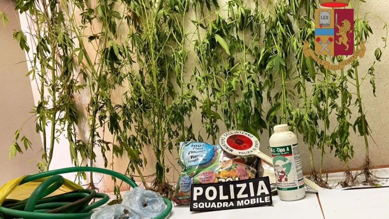 Vibo Valentia, trovato dalla polizia con ventidue piante di cannabis in casa: arrestato