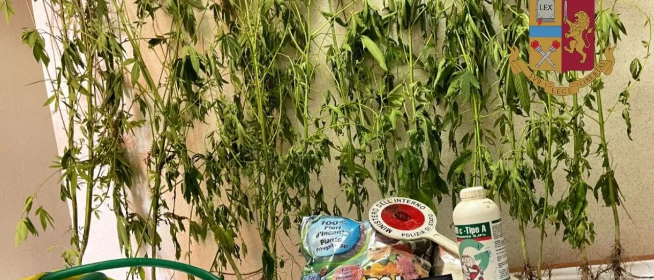 Vibo Valentia, trovato dalla polizia con ventidue piante di cannabis in casa: arrestato