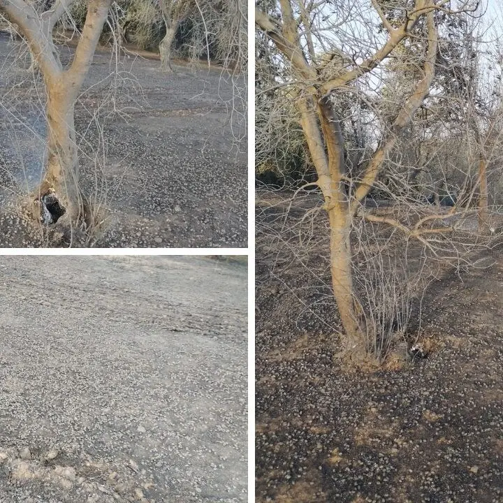 Incendio devasta un uliveto a Bisignano, la rabbia del titolare: «Distrutto il raccolto 2023 ma non ci arrendiamo»