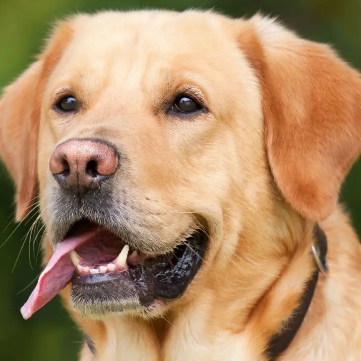 Bambini a rischio diabete, ora i cani possono aiutarli: riconoscono il sopraggiungere di una crisi