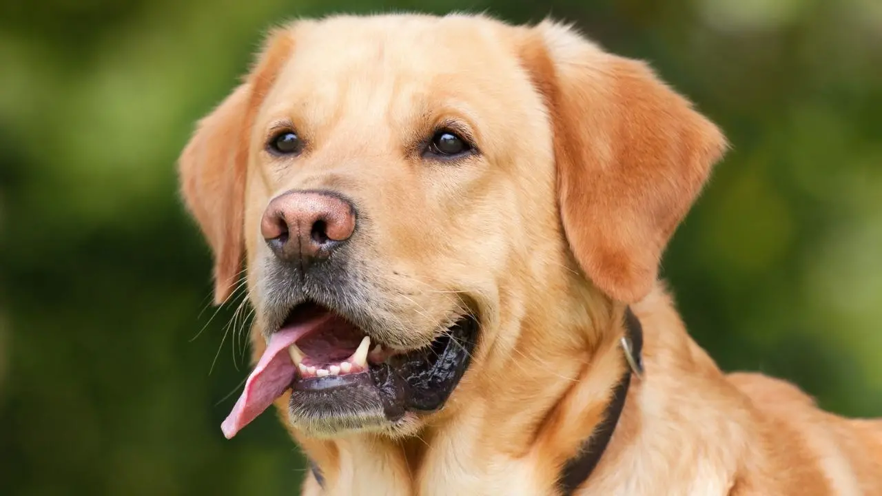 Bambini a rischio diabete, ora i cani possono aiutarli: riconoscono il sopraggiungere di una crisi