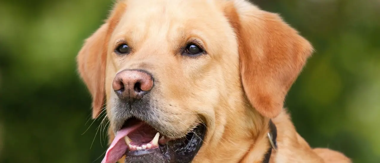 Bambini a rischio diabete, ora i cani possono aiutarli: riconoscono il sopraggiungere di una crisi
