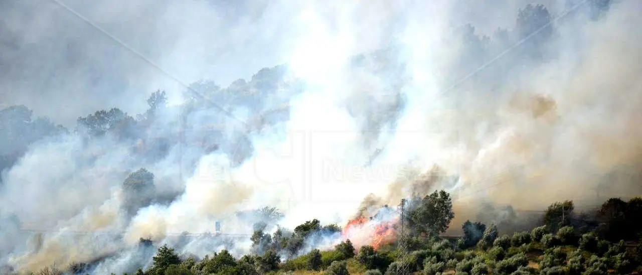 Anche la Calabria devastata dagli incendi, Coldiretti: «Almeno 15 anni per ripristinare le zone verdi distrutte»