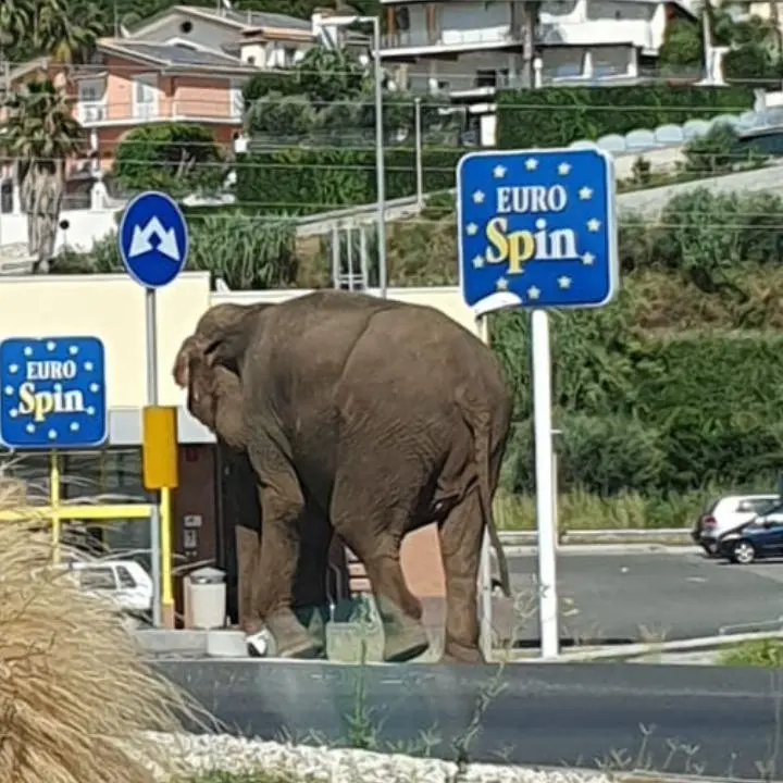 Elefante scappa dal circo e va a spasso sulla statale 18 ad Amantea