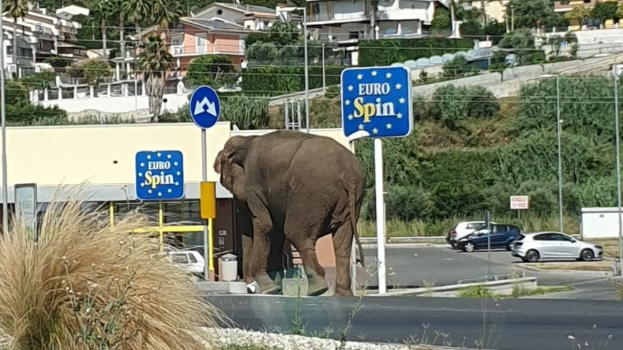 Elefante scappa dal circo e va a spasso sulla statale 18 ad Amantea