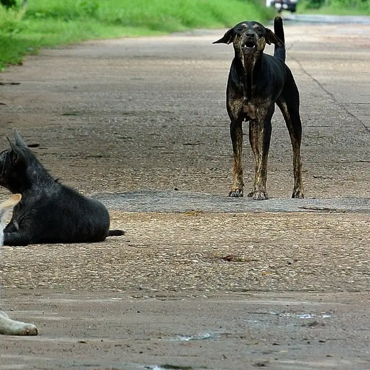 Vive in casa con 33 cani nel Vibonese, il sindaco ordina di trasferire gli animali dopo l’ispezione dell’Asp