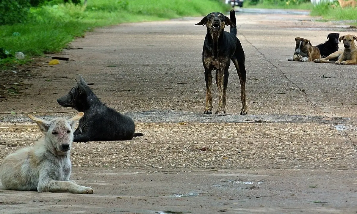 Vive in casa con 33 cani nel Vibonese, il sindaco ordina di trasferire gli animali dopo l’ispezione dell’Asp