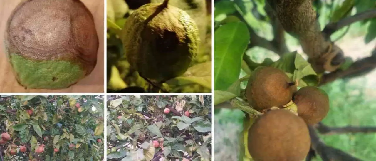 Bergamotto, gravi danni dopo l’ondata di caldo. Il presidente del Comitato di tutela: «Si studino soluzioni per la prossima estate»