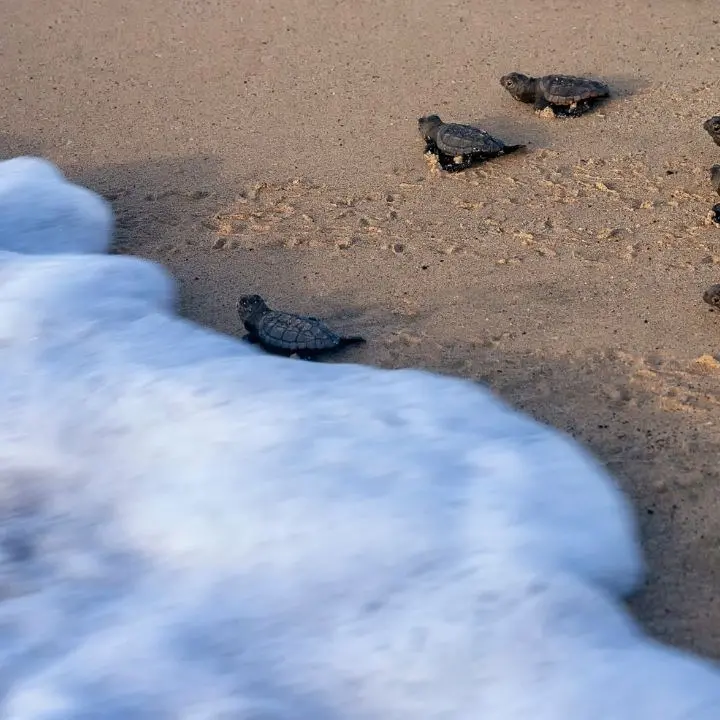 Calabria meta delle tartarughe caretta caretta, già 86 nidi quest’anno: è record