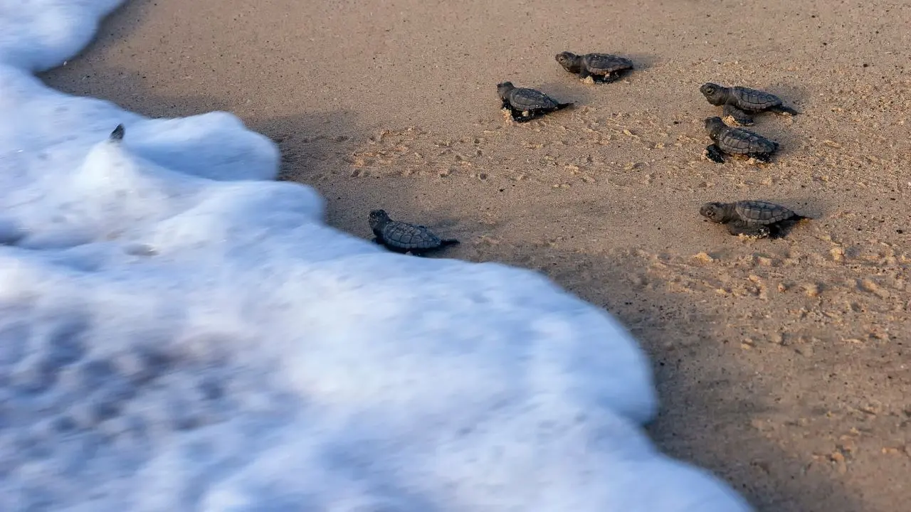 Calabria meta delle tartarughe caretta caretta, già 86 nidi quest’anno: è record