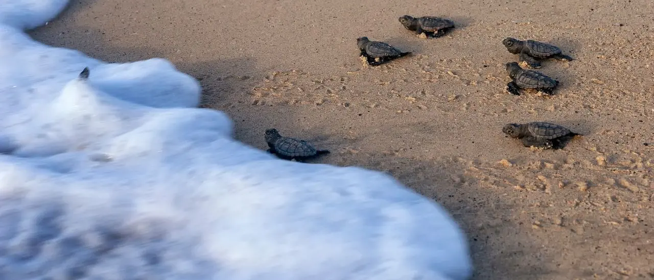 Calabria meta delle tartarughe caretta caretta, già 86 nidi quest’anno: è record