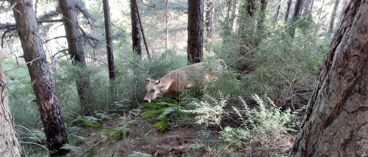 Incendi Calabria, nel Reggino è un copione già visto: in fiamme le stesse zone di due anni fa