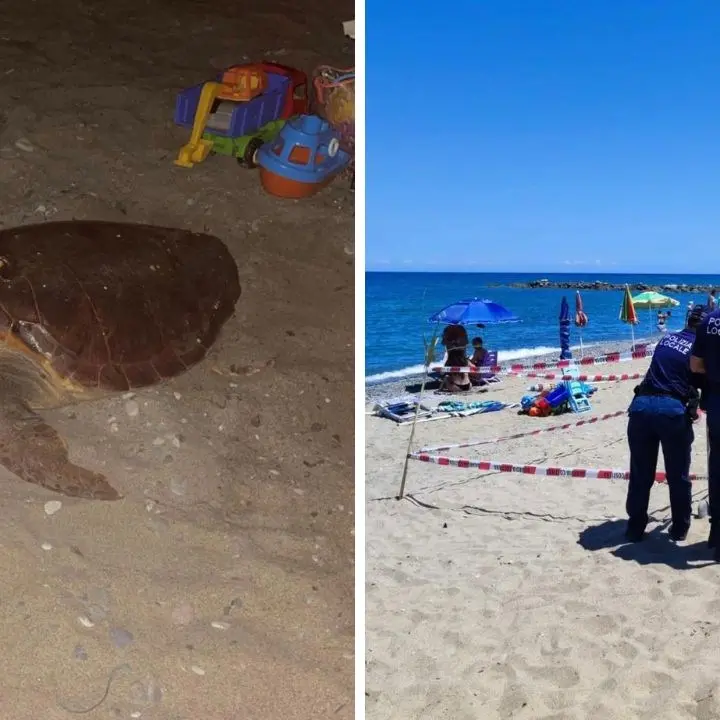 Tartaruga Caretta Caretta depone le uova sulla spiaggia di Cariati: zona limitata per consentire la schiusa