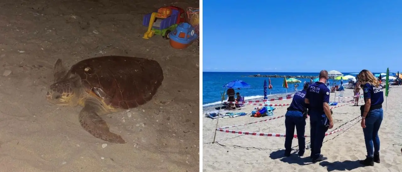 Tartaruga Caretta Caretta depone le uova sulla spiaggia di Cariati: zona limitata per consentire la schiusa