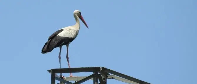 Cicogna ferita a colpi d’arma da fuoco a Reggio Calabria: salva grazie alle cure del Cras di Catanzaro