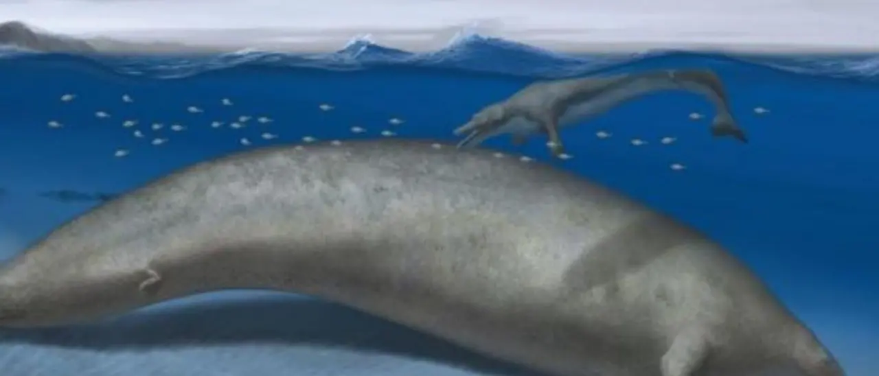 Scoperto in Perù l’animale più pesante di sempre: il Perucetus colossus poteva raggiungere 340 tonnellate