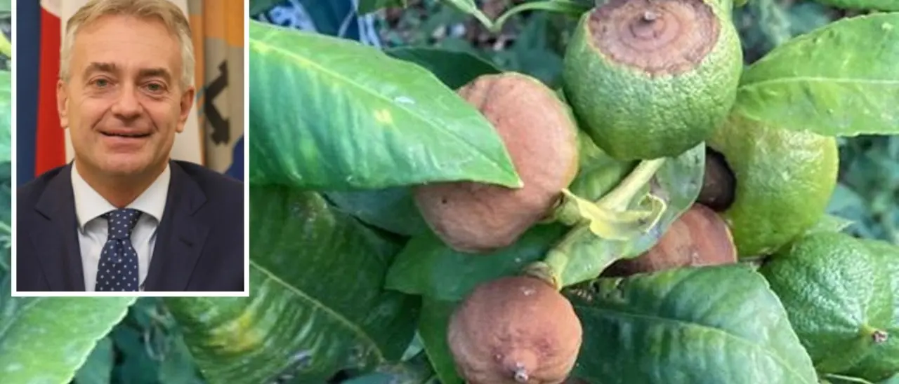 Produzioni di bergamotto devastate dal caldo, la Regione Calabria avvia l’iter per dichiarare lo stato di calamità