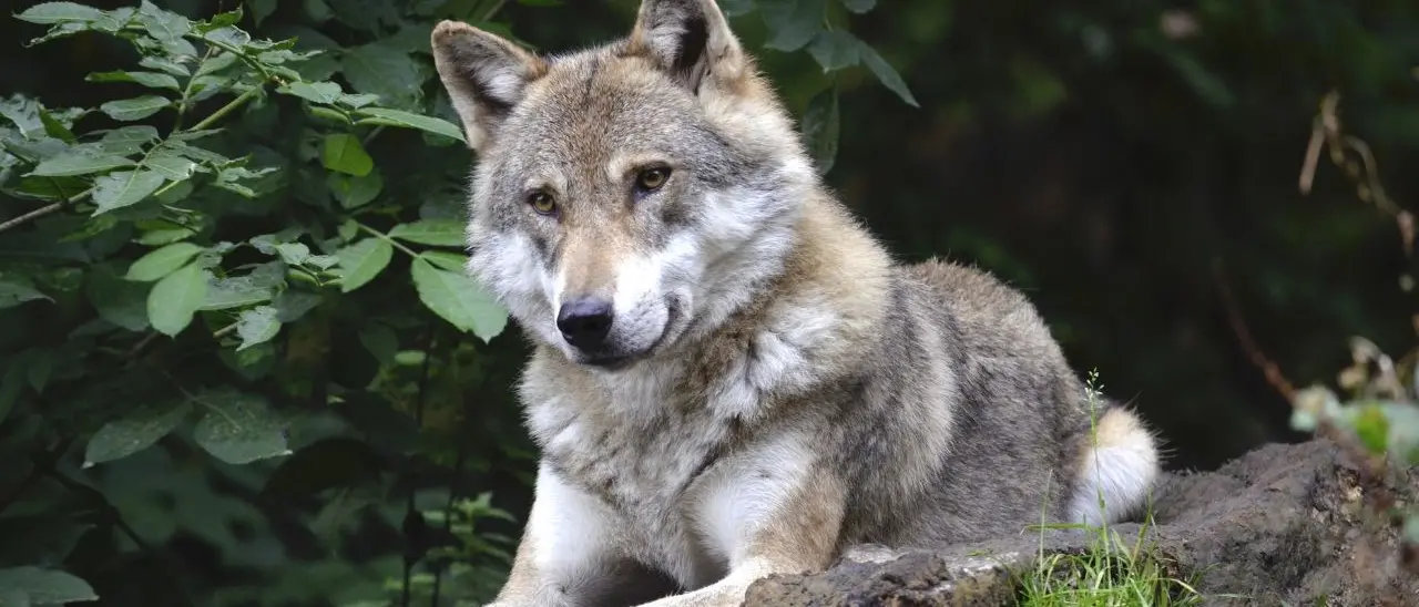 Lupo ucciso da un bambino di nove anni: l’animale aveva percorso una migrazione record di 1.900 chilometri