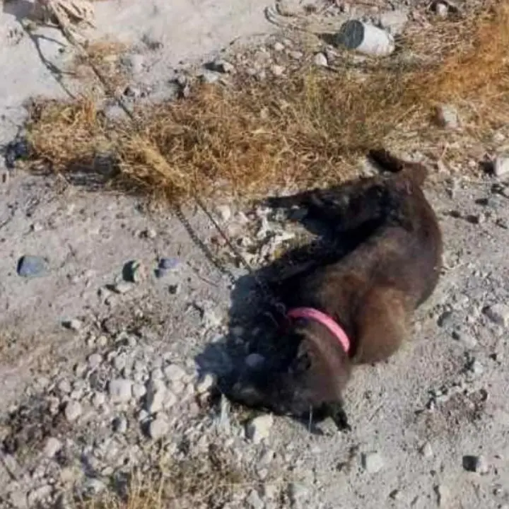 Cane incatenato e lasciato a morire di sete sotto al sole, presentato un esposto: «Crudeltà infinita»