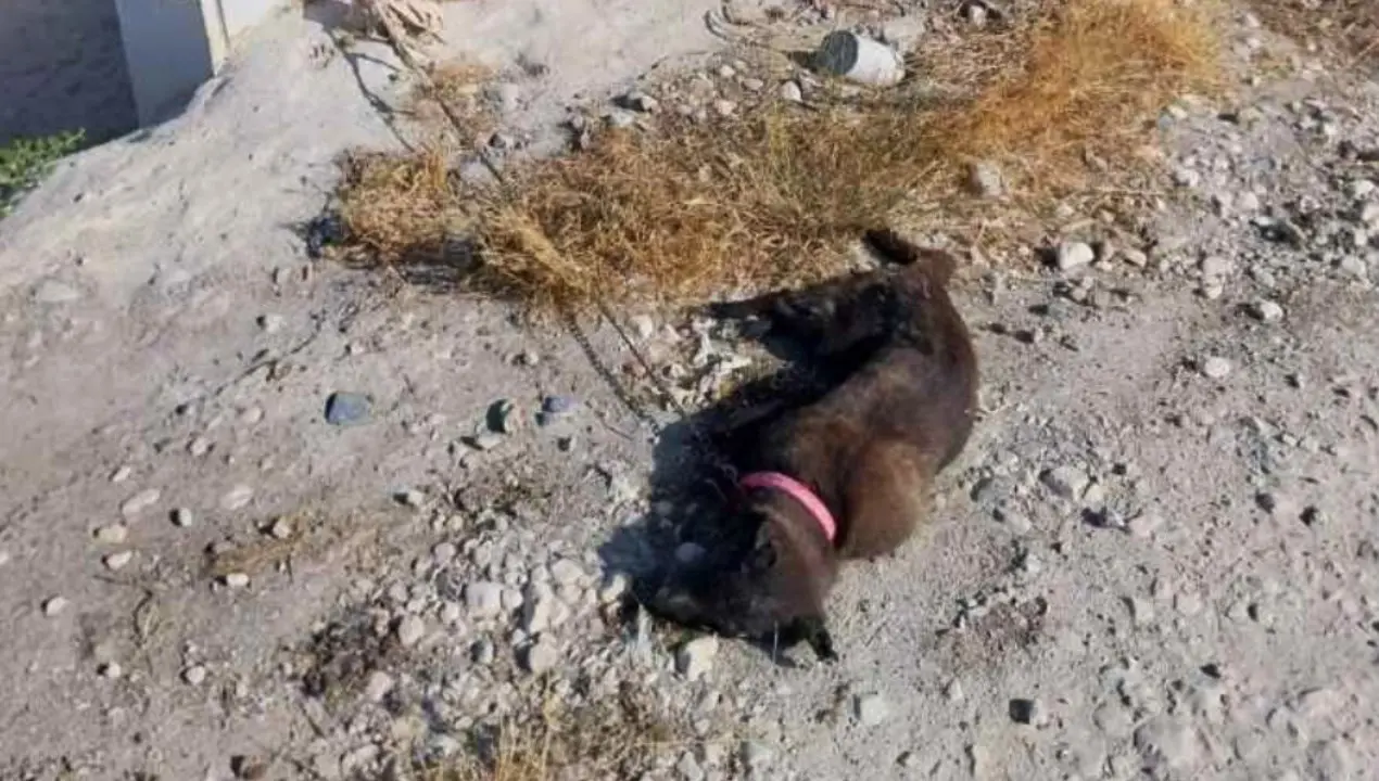 Cane incatenato e lasciato a morire di sete sotto al sole, presentato un esposto: «Crudeltà infinita»