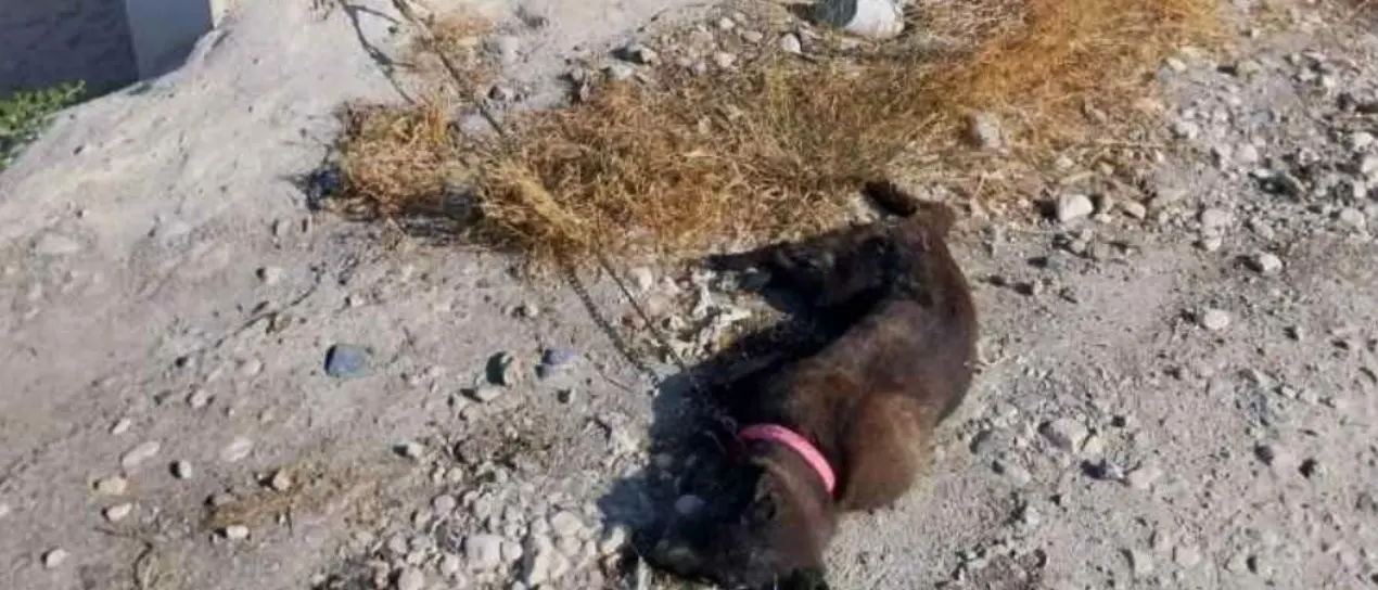 Cane incatenato e lasciato a morire di sete sotto al sole, presentato un esposto: «Crudeltà infinita»