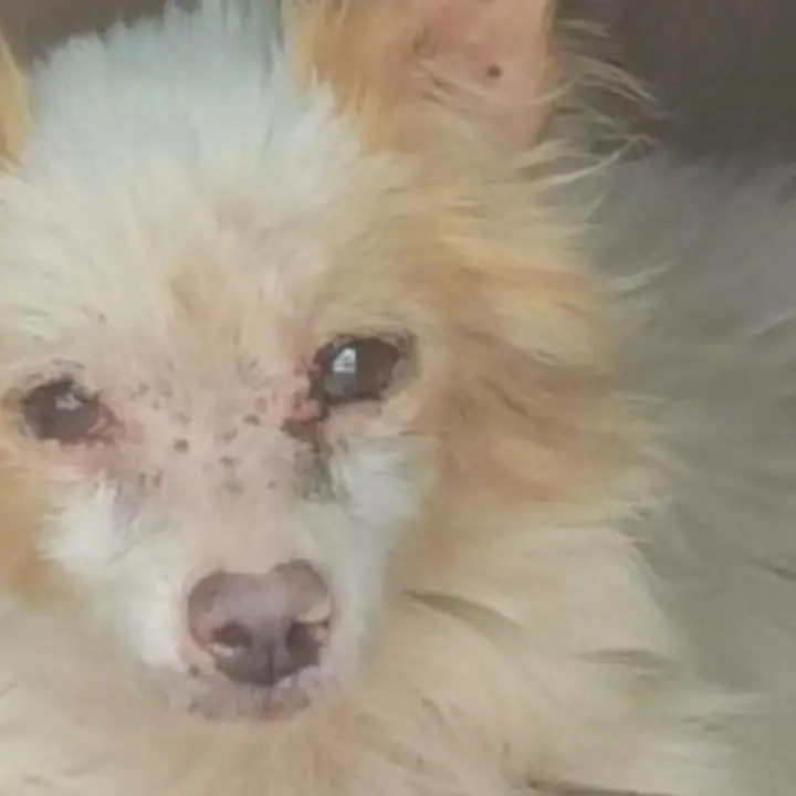 Cocò ha una casa, adottato a Soverato il cane di Molfetta abbandonato in Calabria