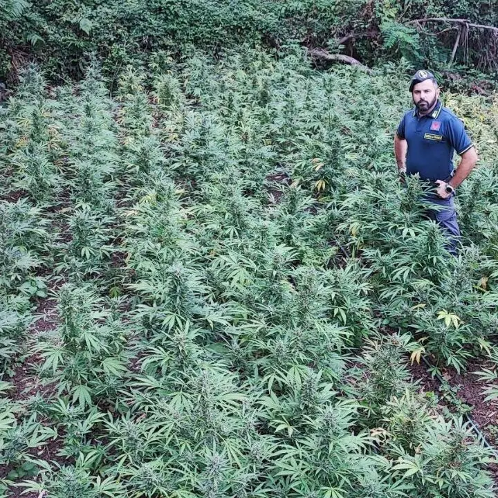 Lamezia Terme, sequestrate 410 piante di canapa indica. Avrebbero fruttato sul mercato 600mila euro