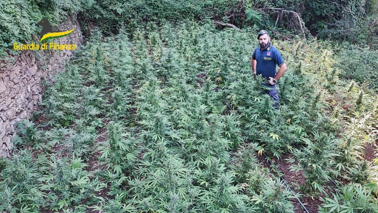 Lamezia Terme, sequestrate 410 piante di canapa indica. Avrebbero fruttato sul mercato 600mila euro