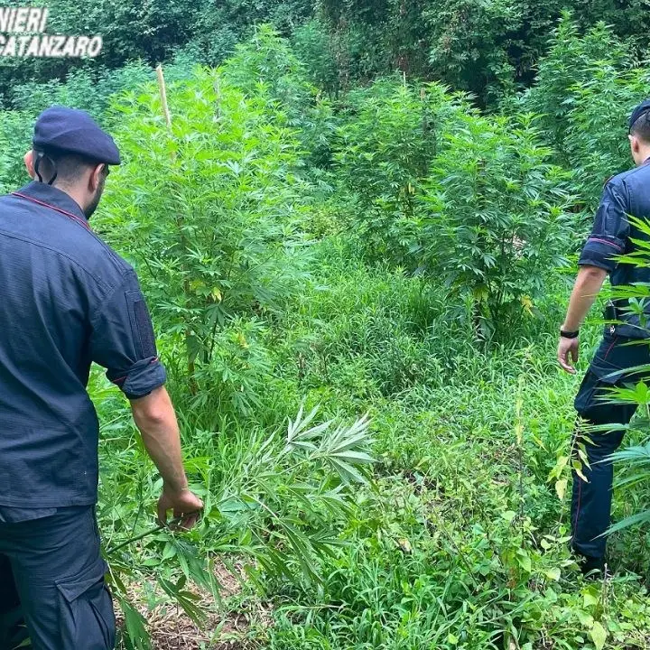 Scoperta a Lamezia piantagione di marijuana, avrebbe fruttato 800mila euro