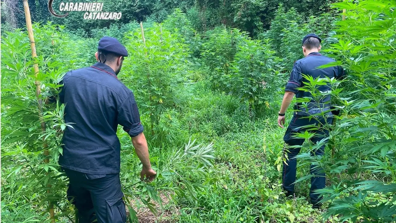 Scoperta a Lamezia piantagione di marijuana, avrebbe fruttato 800mila euro