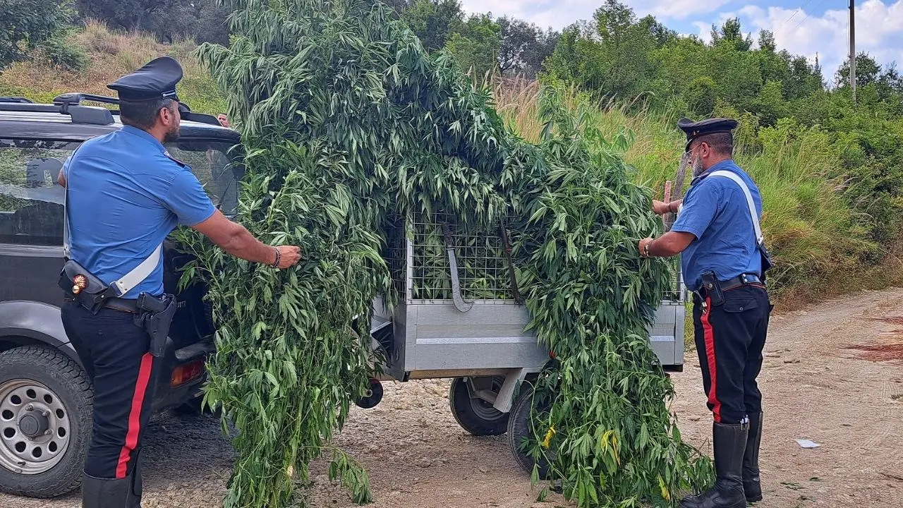 Petronà, scoperta una piantagione di cannabis indica: indagini in corso