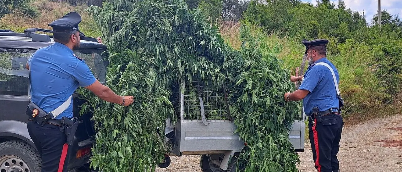 Petronà, scoperta una piantagione di cannabis indica: indagini in corso