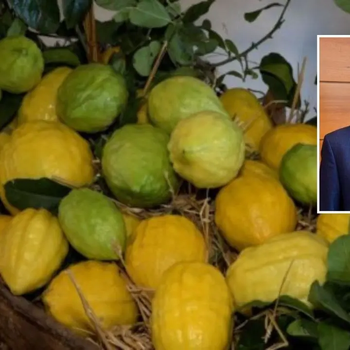 Piano di sviluppo rurale, bando di 2 milioni di euro per fermare l’erosione genetica del cedro di Santa Maria del Cedro