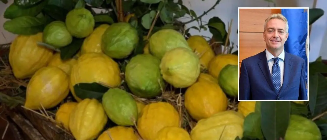 Piano di sviluppo rurale, bando di 2 milioni di euro per fermare l’erosione genetica del cedro di Santa Maria del Cedro