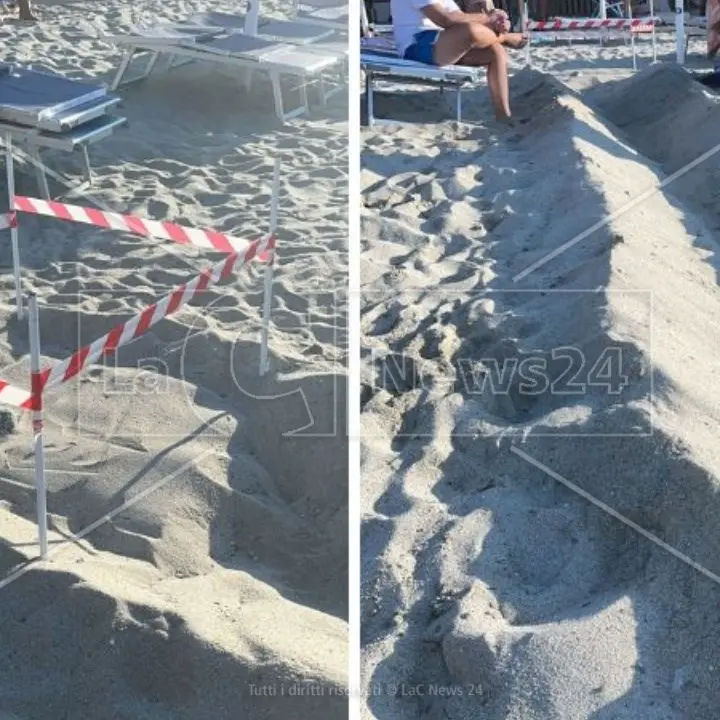 Tartaruga caretta caretta depone le uova davanti a un lido nel Vibonese