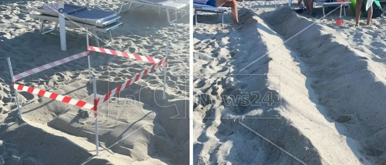 Tartaruga caretta caretta depone le uova davanti a un lido nel Vibonese