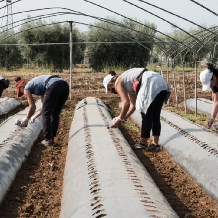 Fugge dalla guerra in Ucraina e si ritrova vittima del caporalato in Calabria: «Dovevamo stare zitte e lavorare»