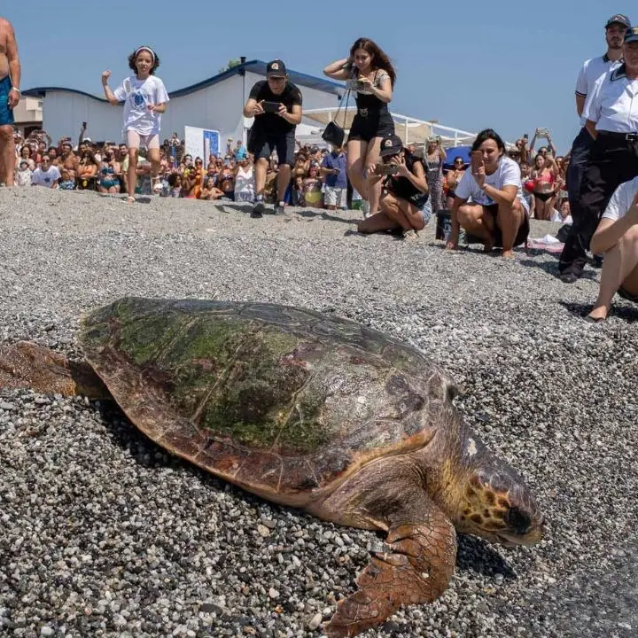 Brancaleone, la tartaruga caretta caretta Rea torna libera in mare dopo le cure