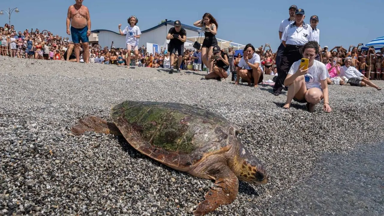 Brancaleone, la tartaruga caretta caretta Rea torna libera in mare dopo le cure